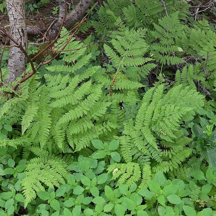 Dryopteris intermedia  ~ Intermediate Wood Fern, Evergreen Wood Fern