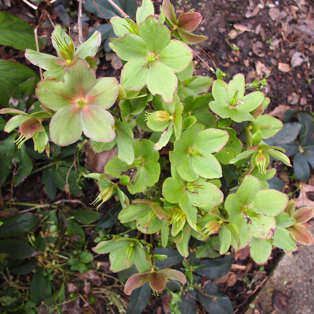 Helleborus x  ericsmithii 'COSEH 730' ~ HGC® Champion Lenten Rose