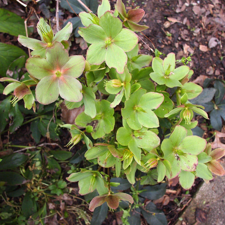 Helleborus x ericsmithii 'COSEH 730' ~ HGC® Champion Lenten Rose