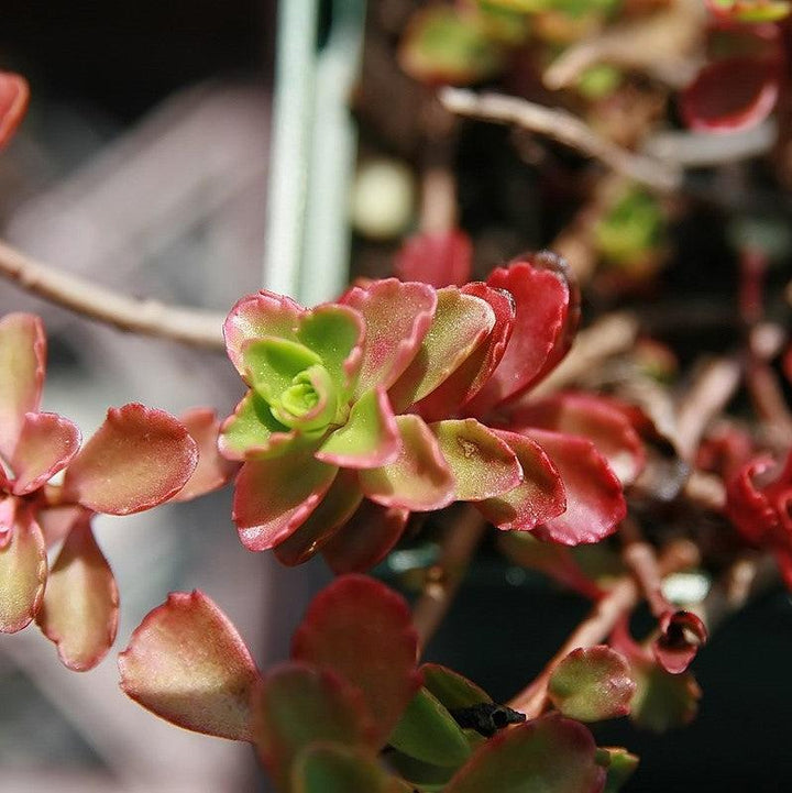 Sedum spurium 'Schorbuser Blut' ~ Dragon's Blood Stonecrop