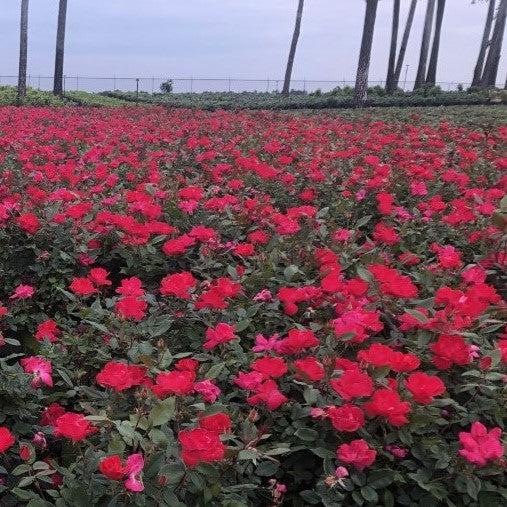 Rosa x 'Radrazz' ~ Knock Out® Shrub Rose, Red – JTSOP Farms