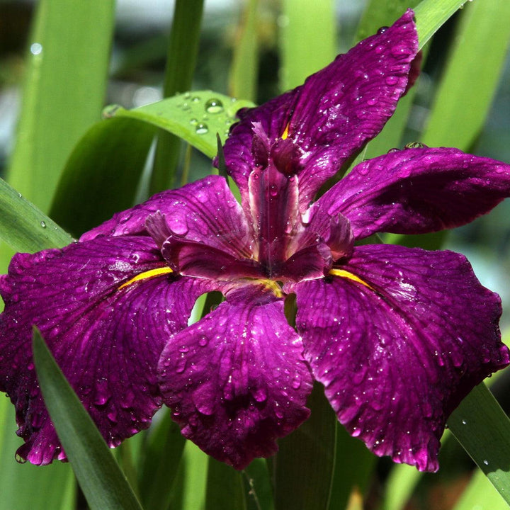Iris 'Black Gamecock' ~ Black Gamecock Louisiana Iris