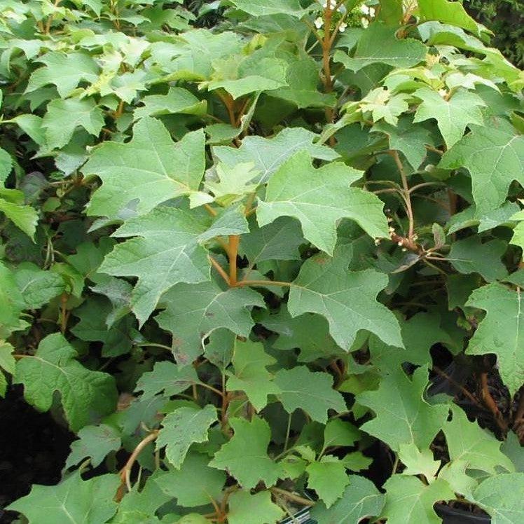 Hydrangea quercifolia 'Pee Wee' ~ Hortensia de hoja de roble Pee Wee