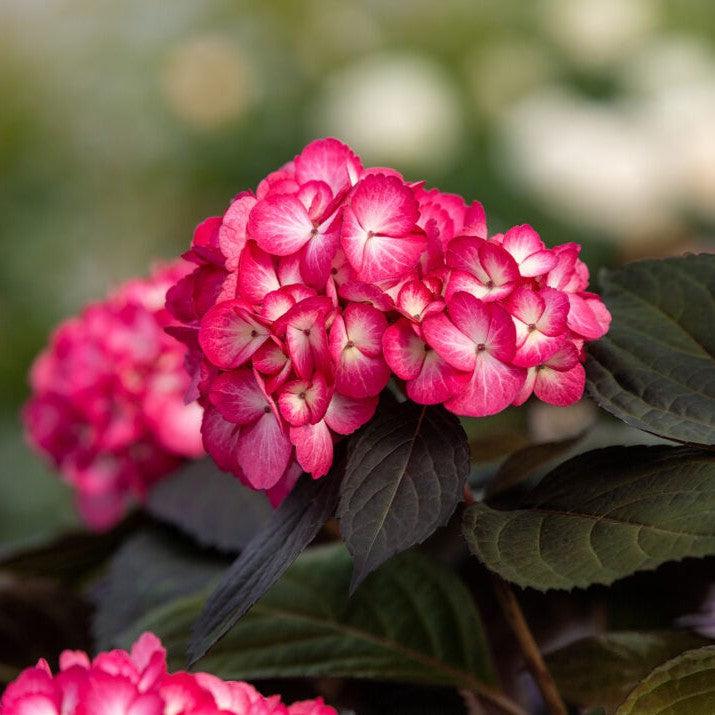 Hydrangea macrophylla 'Bailmacseven' ~ Eclipse® Hydrangea