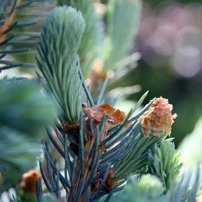 Picea pungens 'Fat Albert' ~ Abeto azul Fat Albert