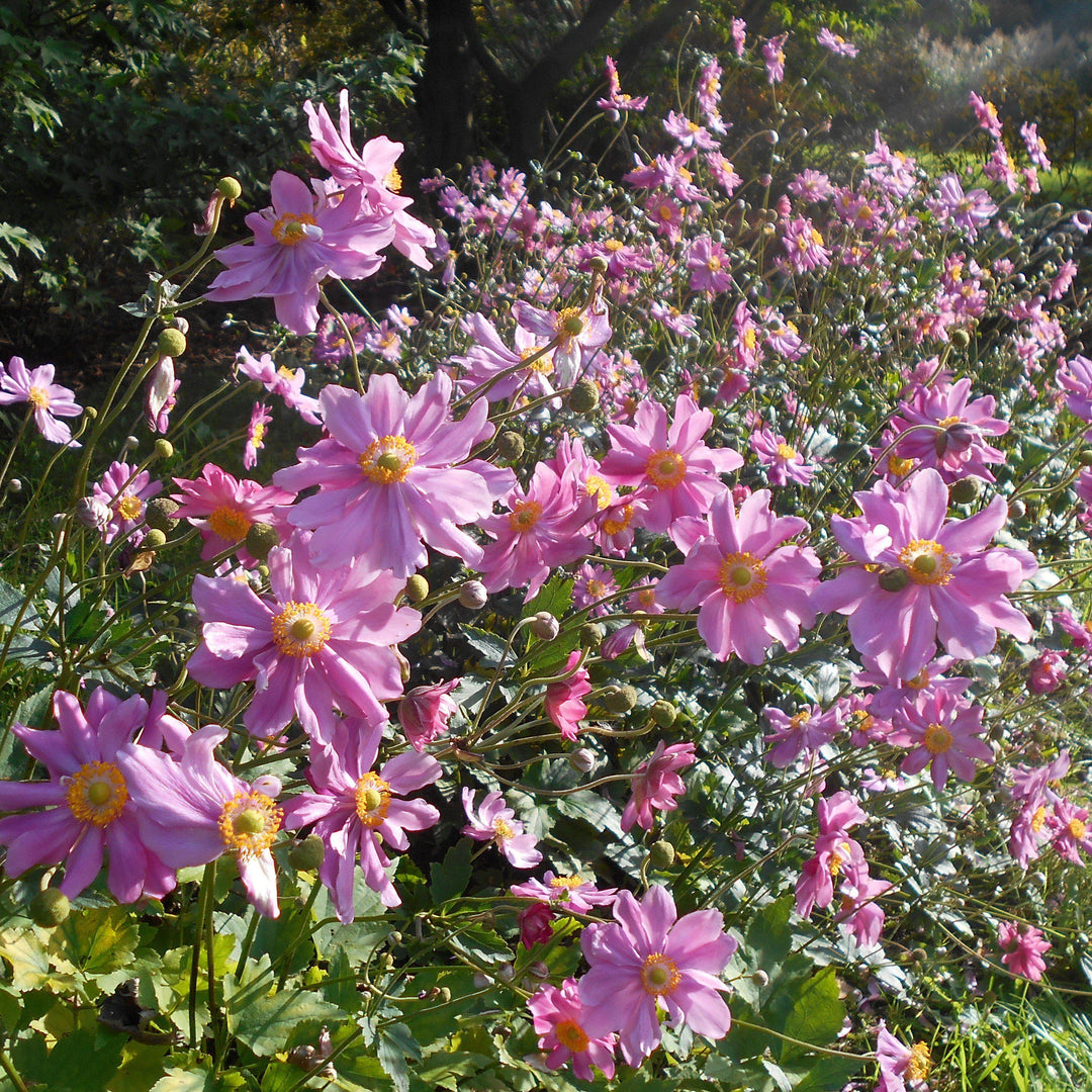 Anemone hupehensis var. japonica 'Pamina' ~ Pamina Japanese Anemone