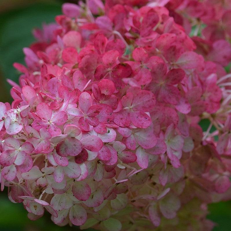 Hydrangea paniculata 'Renba' PP28,509 ~ First Editions® Berry White® Hydrangea