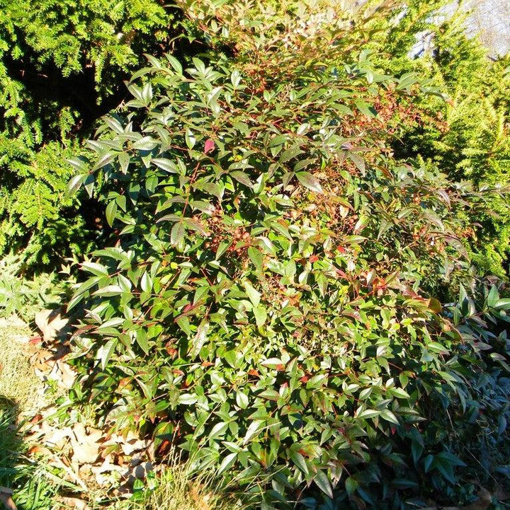 Nandina domestica 'Harbor Dwarf' ~ Harbor Dwarf Heavenly Bamboo