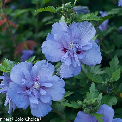 Hibiscus syriacus 'Notwoodthree' ~ Blue Chiffon® Hibiscus