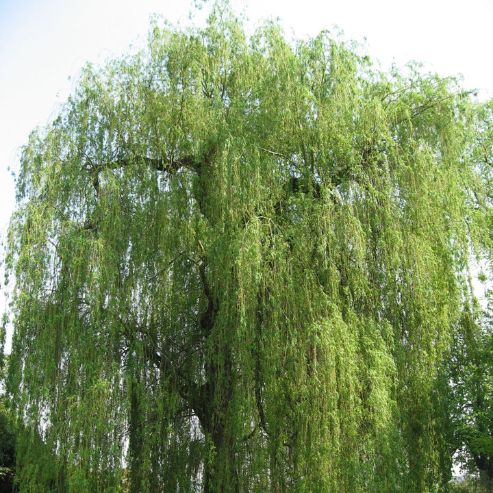 Salix alba 'Tristis' ~ Niobe Golden Weeping Willow