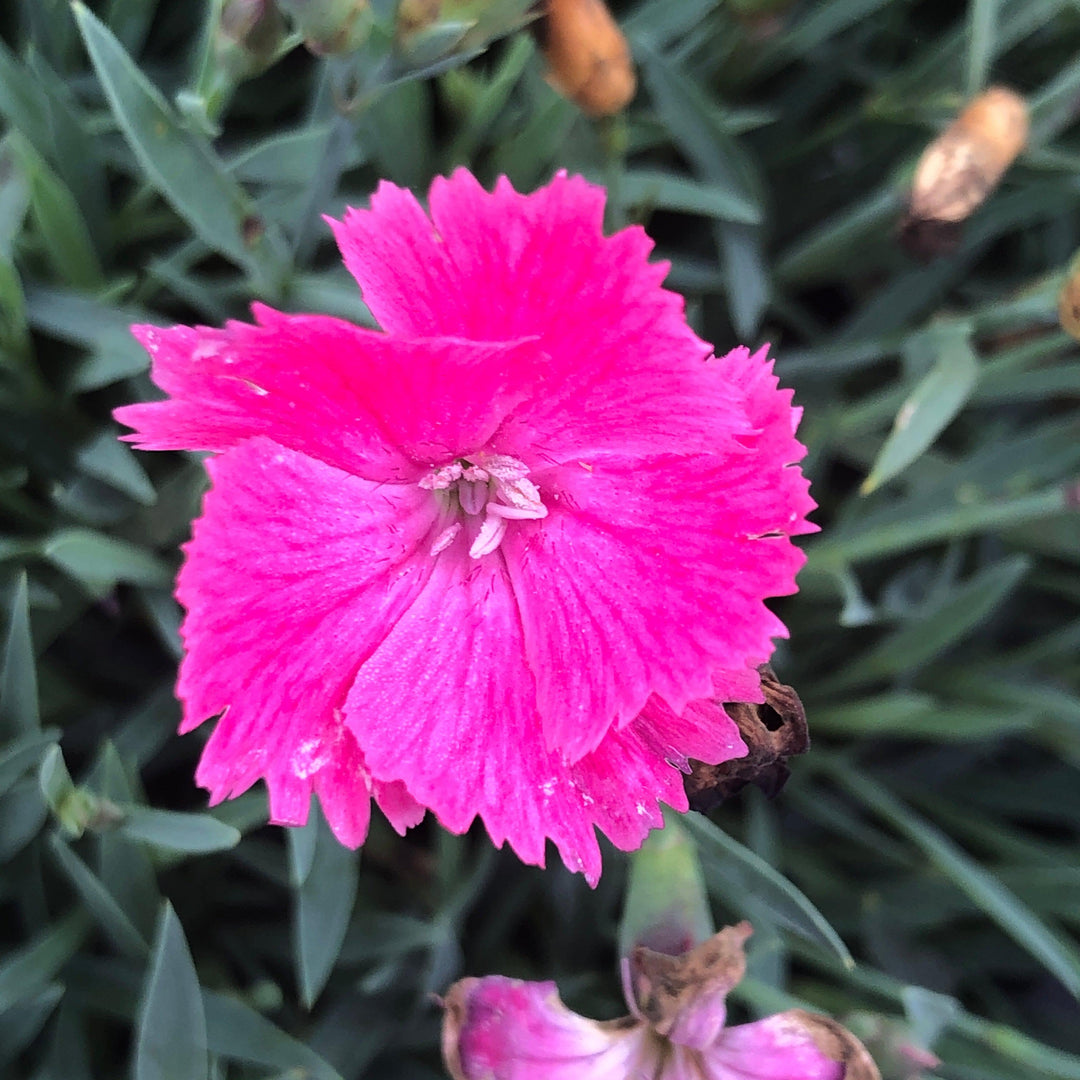 Dianthus 'Uribest52' PP #28,239 Vivid™ Bright Light ~ Vivid™ Bright Light Dianthus