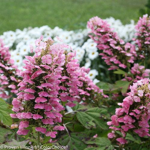 Hydrangea quercifolia 'JoAnn' USPP 27,879 ~ Gatsby Pink® Oakleaf Hydrangea