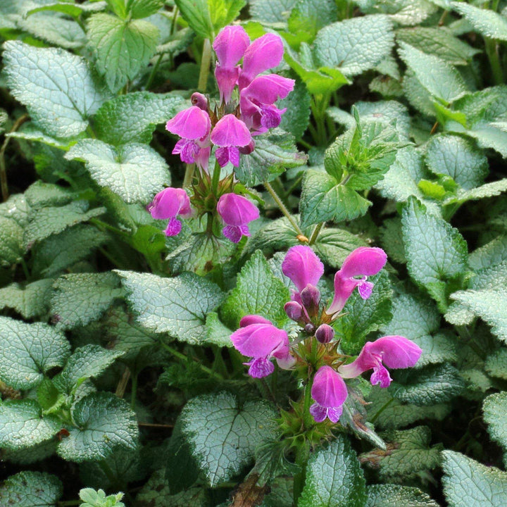 Lamium maculatum 'Beacon Silver' ~ Beacon Silver Deadnettle