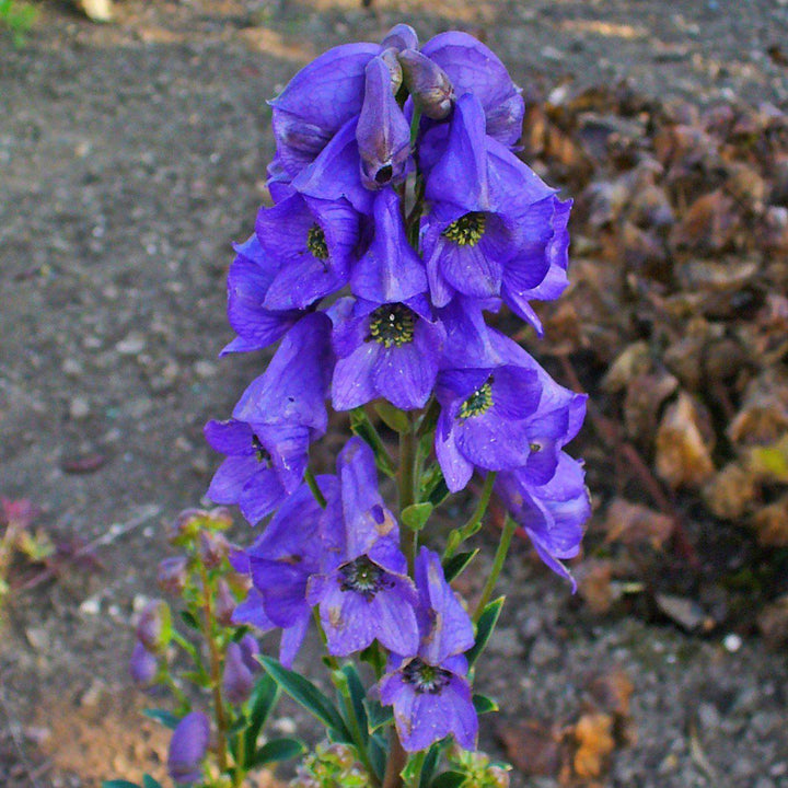 Aconitum carmichaelii 'Arendsii' ~ Arendsii Autumn Monkshood