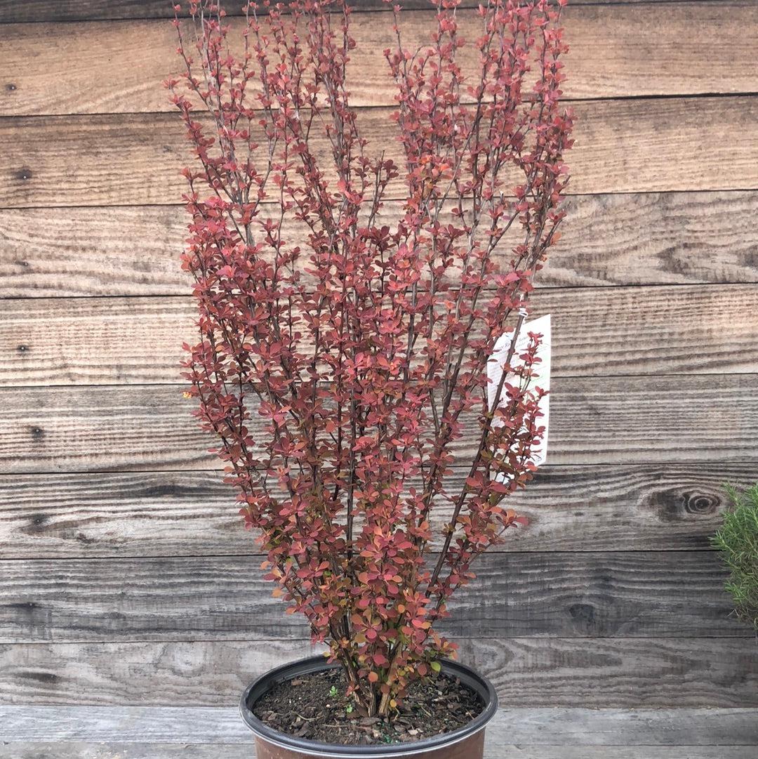 Berberis thunbergii f. atropurpurea 'Orange Rocket' ~ Naranja Rocket Agracejo