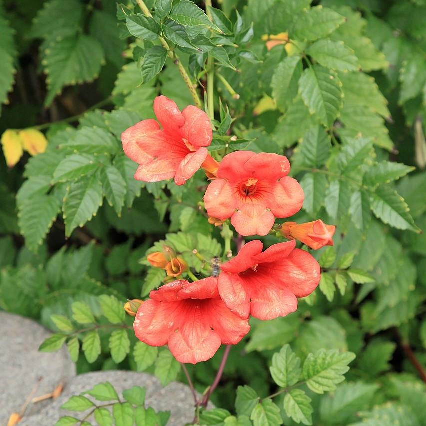 Campsis x tagliabuana 'Madame Galen' ~ Madame Galen Trumpet Creeper