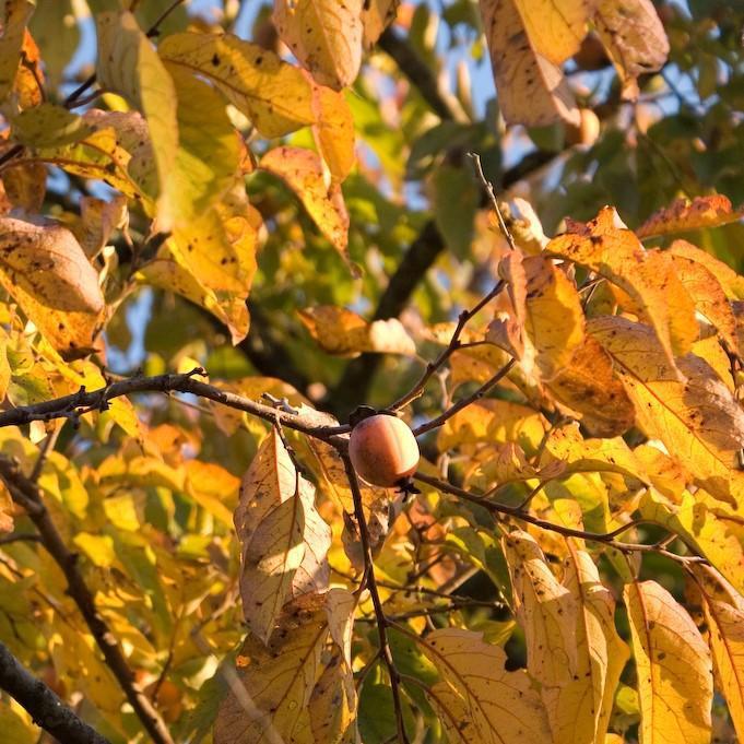 Diospyros virginiana ~ Caqui