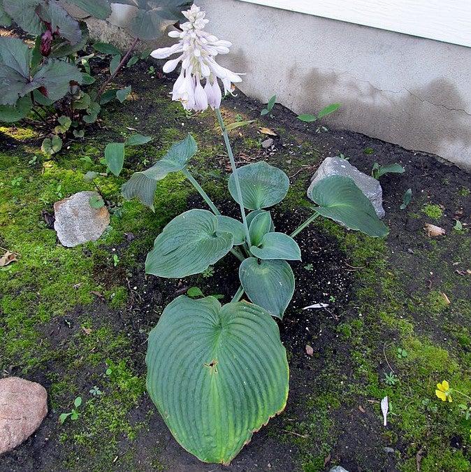 Hosta 'Blue Angel' ~ Blue Angel Hosta