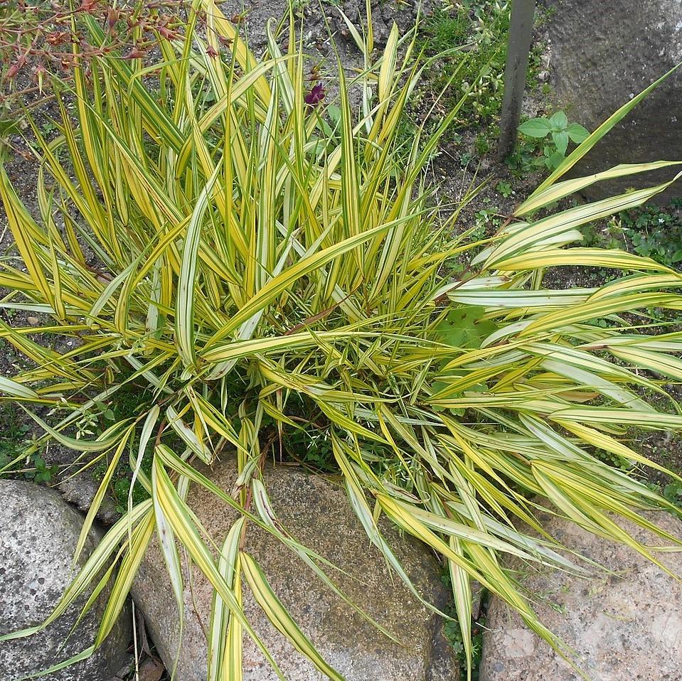 Hakonechloa macra 'Aureola' ~ Hierba dorada del bosque japonés, Hierba Hakone