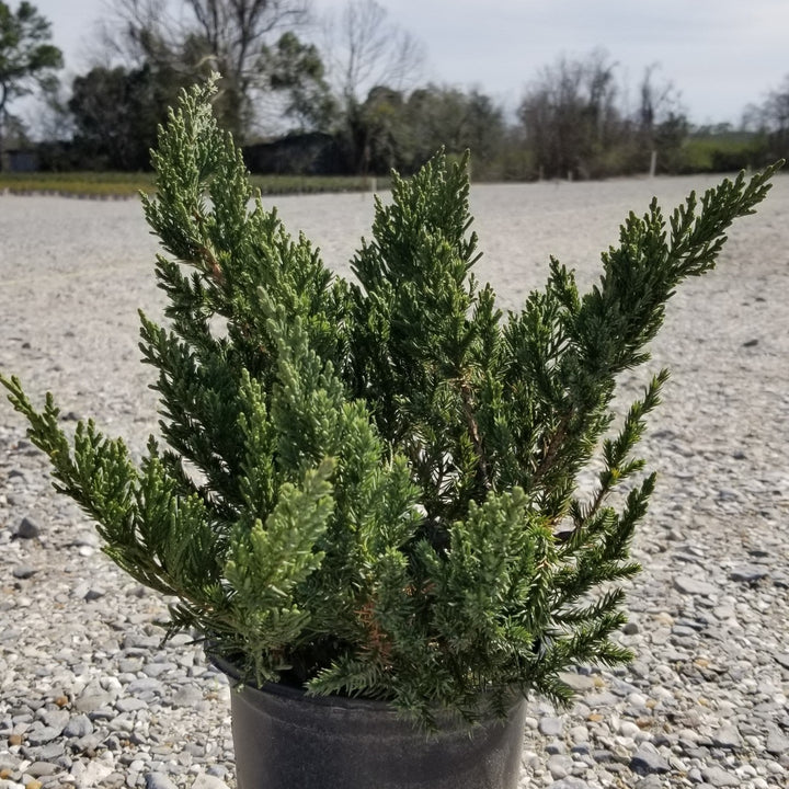 Juniperus squamata expansa 'Parsonii' ~ Parson's Juniper