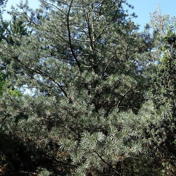 Pinus flexilis 'Pirámide de Vanderwolf' ~ Pino Vanderwolf