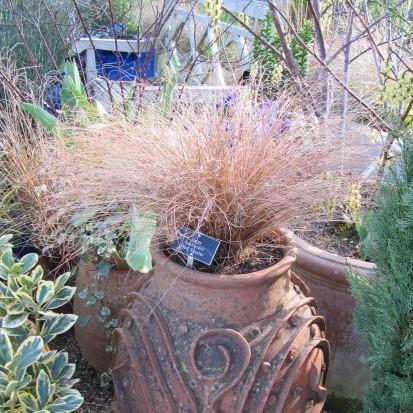 Carex buchananii 'Red Rooster' ~ Red Rooster Leatherleaf Sedge