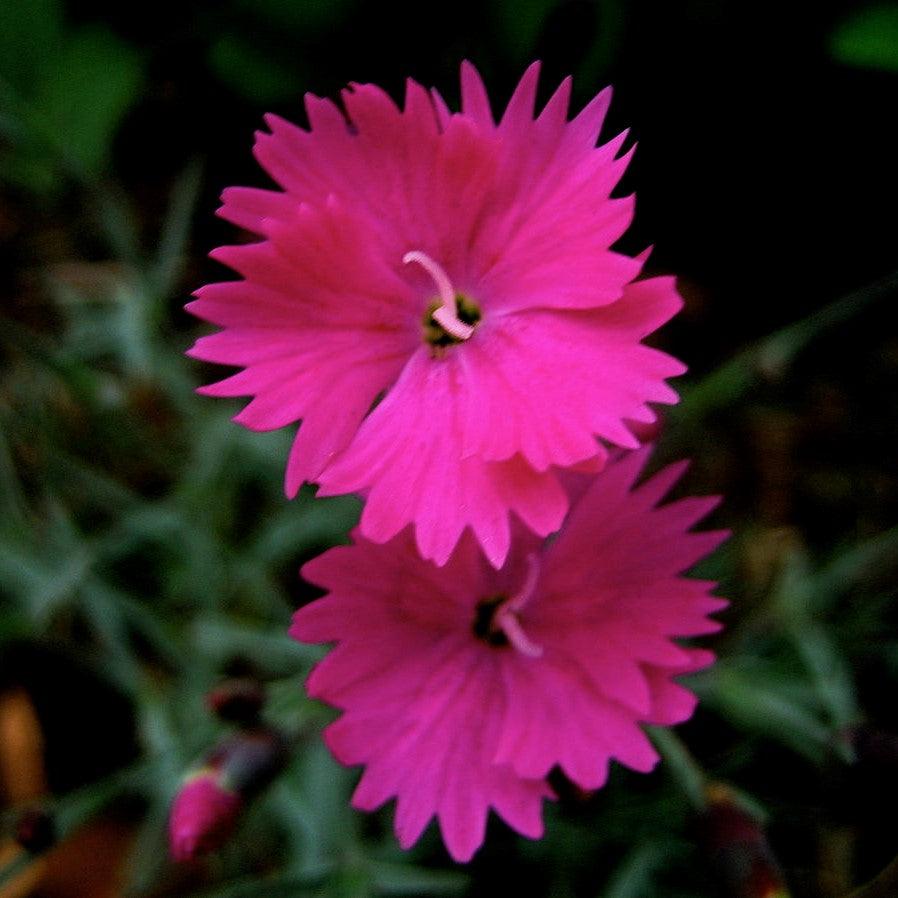 Dianthus 'Uribest52' PP #28,239 Vivid™ Bright Light ~ Vivid™ Bright Light Dianthus