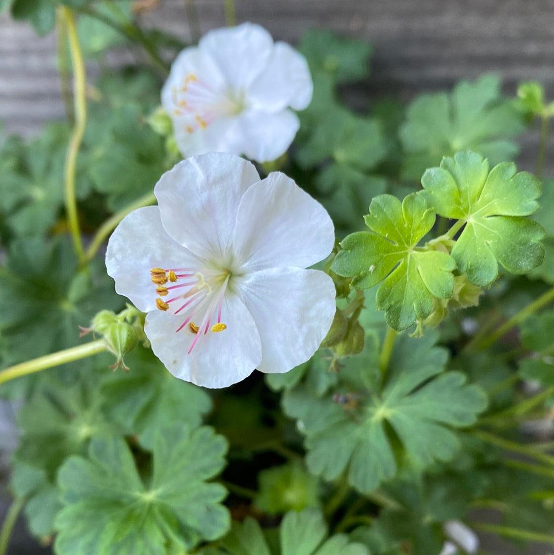 Geranium x cantabrigiense 'Biokovo' ~ Biokovo Cranesbill