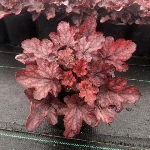 Heuchera x 'Fire Chief' ~ Fire Chief Coral Bells