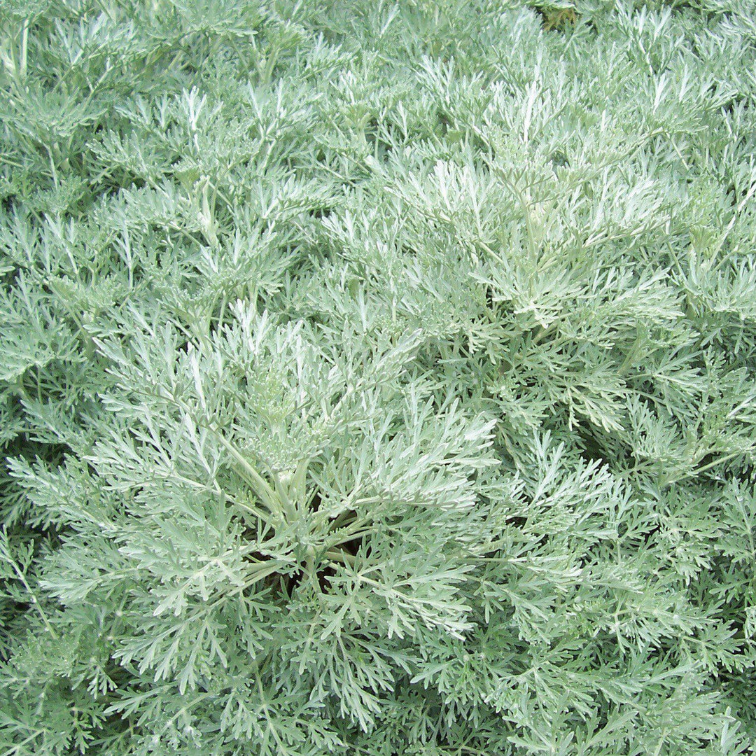 Artemisia x 'Powis Castle' ~ Powis Castle Artemisia