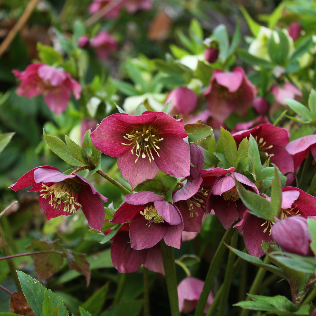 Helleborus x hybridus 'ABCRD02' ~ Frostkiss® Anna's Red Lenten Rose