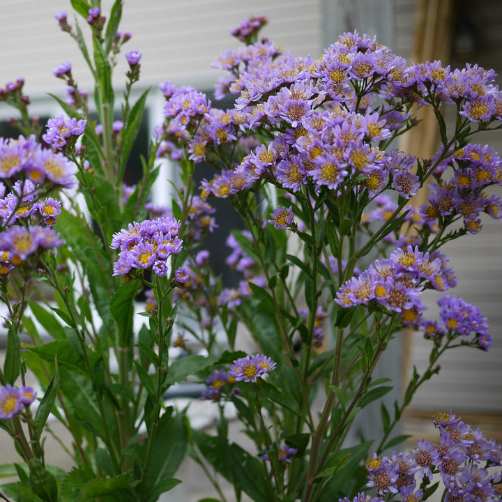 Aster tataricus 'Jindai' ~ Jindai Tatarian Aster