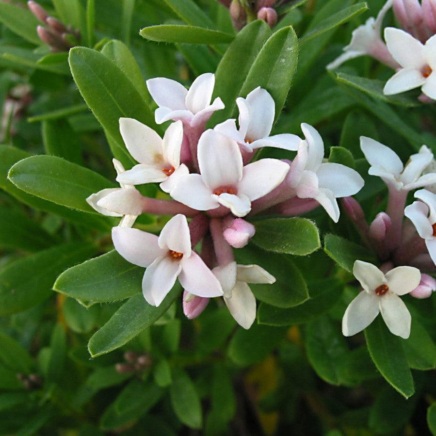 Daphne x transatlantica 'Blafra' PP18361 ~ Eternal Fragrance Daphne