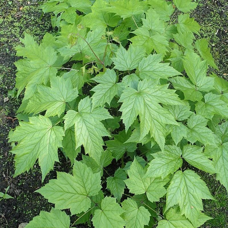 Actaea racemosa ~ Black Cohosh