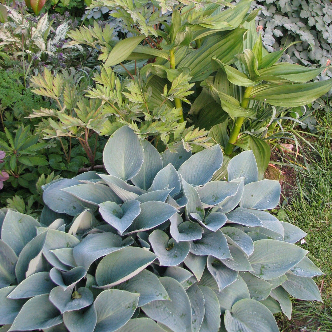 Hosta 'Halcyon' ~ Halcyon Hosta