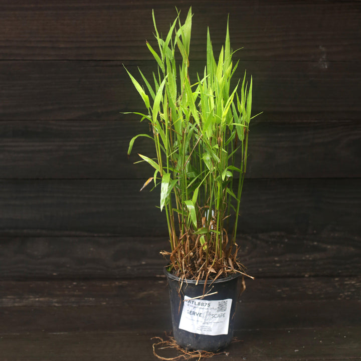 Chasmanthium latifolium ~ River Oats, Inland Sea Oats