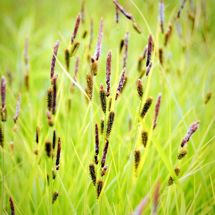 Carex stricta ~ Tussock Sedge