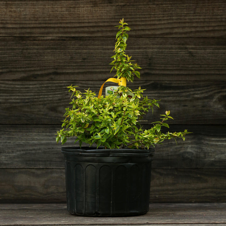 Abelia x grandiflora 'Caleidoscopio' ~ Caleidoscopio Abelia