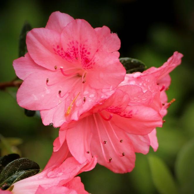 Azalea kurume 'Coral Bells' ~ Coral Bells Azalea