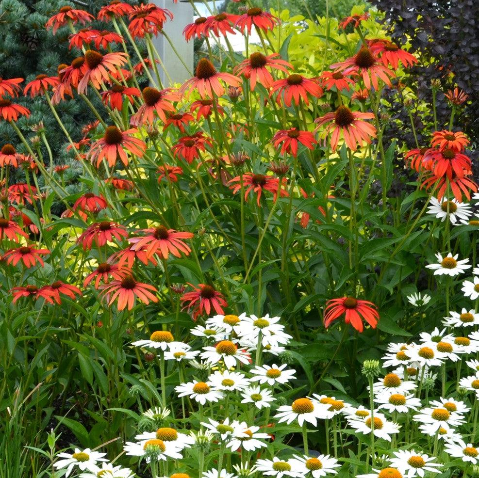 Echinacea 'Tomato Soup' ~ Tomato Soup Echinacea, Coneflower