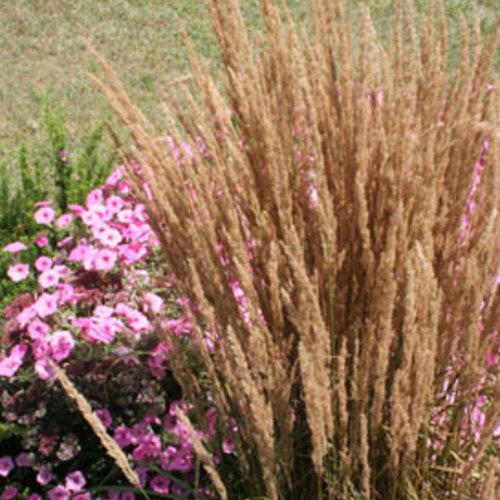 Calamagrostis acutiflora 'Overdam' ~ Overdam Feather Reed Grass