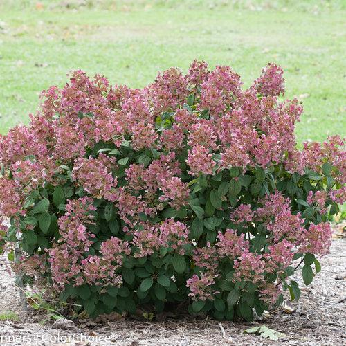 Hydrangea paniculata 'SMHPLQF' ~ Little Quick Fire® Hydrangea