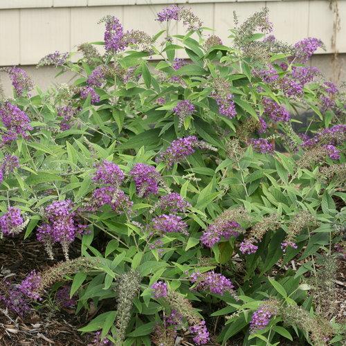 Buddleia 'Purple Haze' ~ Arbusto de mariposa Lo &amp; Behold® Purple Haze