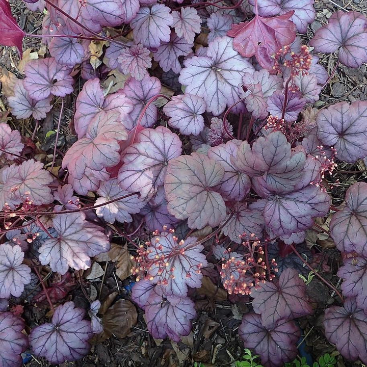 Heuchera ‘Sugar Plum’ ~ Sugar Plum Coral Bells