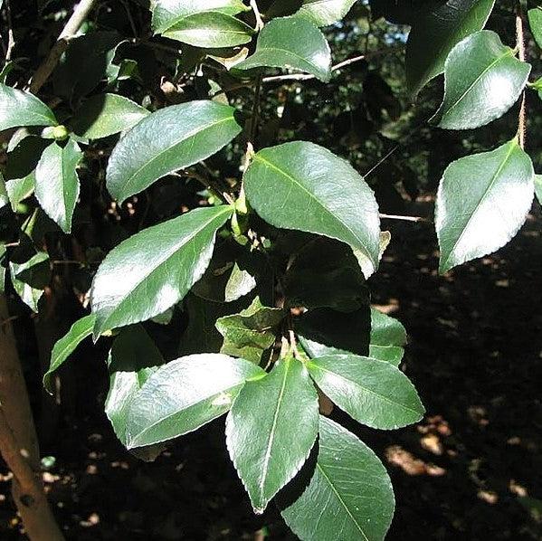 Zelkova serrata ‘Musashino’ ~ Musashino Zelkova