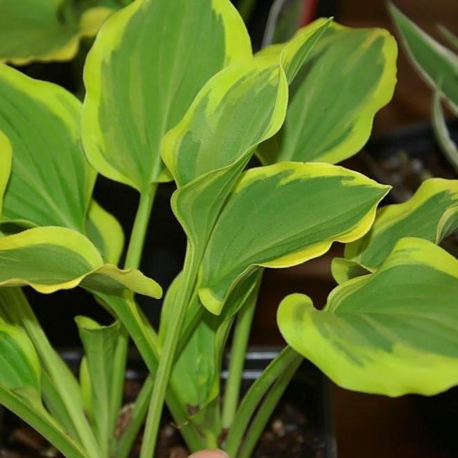 Hosta x 'Golden Tiara' ~ Golden Tiara Hosta