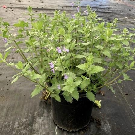 Nepeta x faassenii 'Novanepjun' ~ Junior Walker™  Catmint