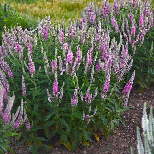 Veronica 'Pink Potion' PP 29,681 ~ PW® Magic Show® Pink Potion Veronica