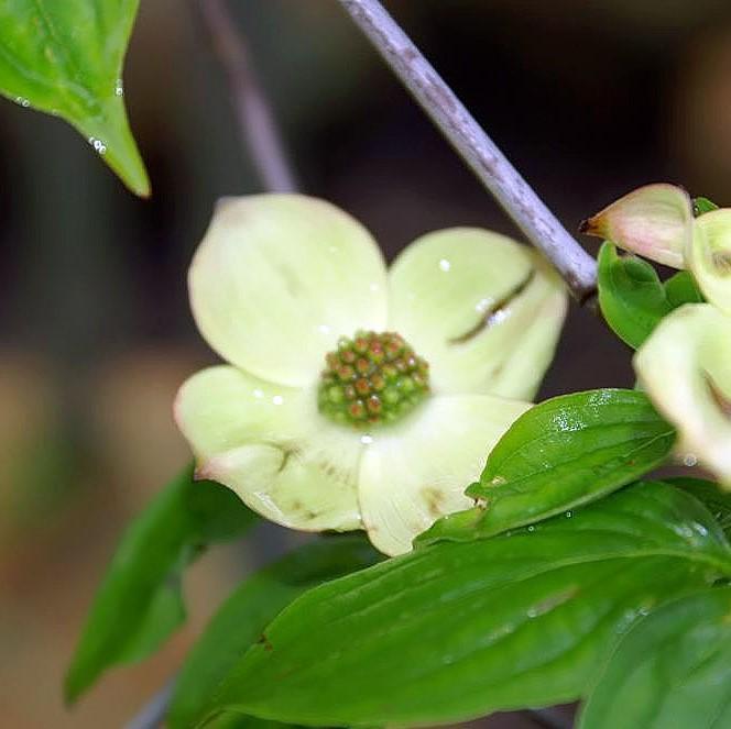 Cornus kousa x 'Rutgan' ~ Cornejo rosa estelar