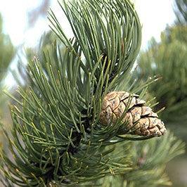 Pinus nigra 'Oregon Green' ~ Oregon Green Black Pine